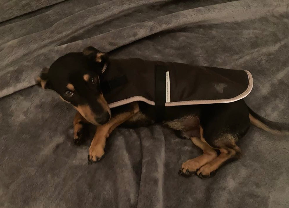 Oilskin Dog Coat - Dachshund