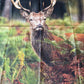 Fabric Panel - Deer in Brush